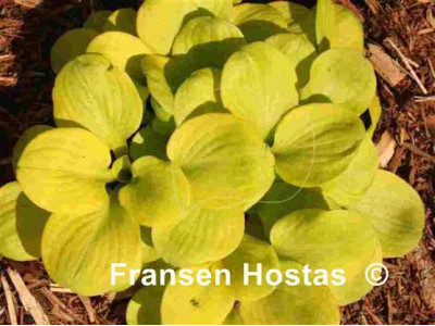 Hosta 